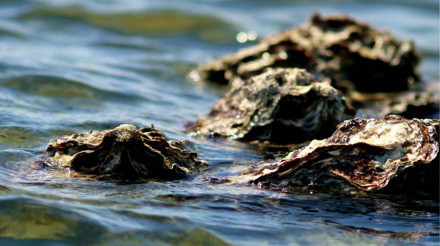 The tiny titans of tomorrow: what my oyster friend taught me about clean water